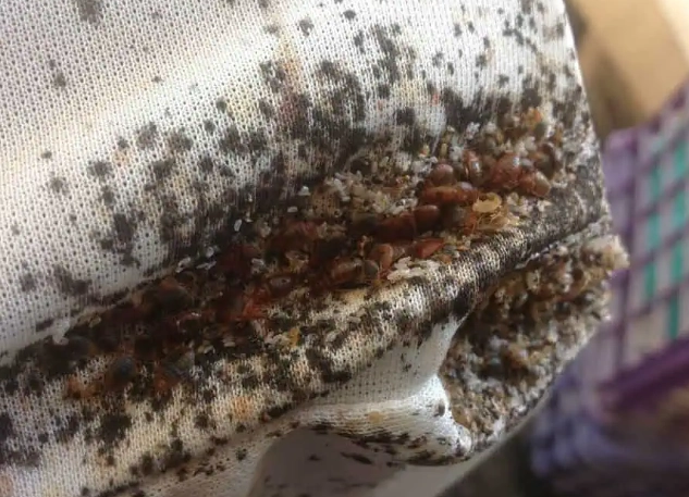 identify bed bugs