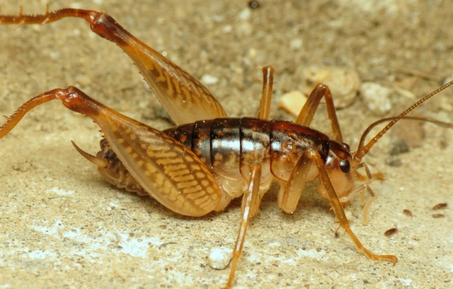 Comprehensive Guide to Camel Crickets: Prevention and Elimination