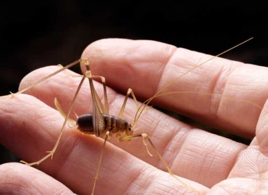 why do camel crickets come inside