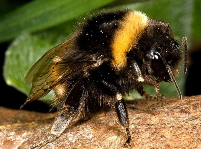 bumblebee garden benefits