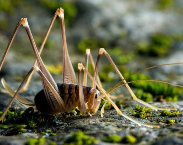 camel cricket identification