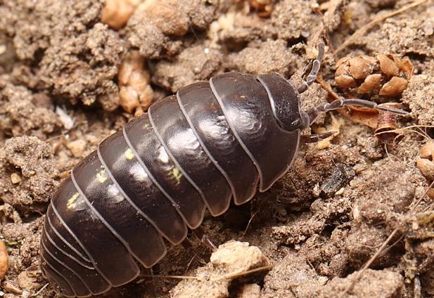 pill bugs garden