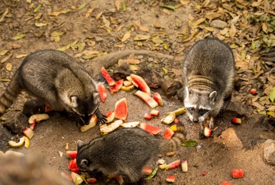 feeding raccoons