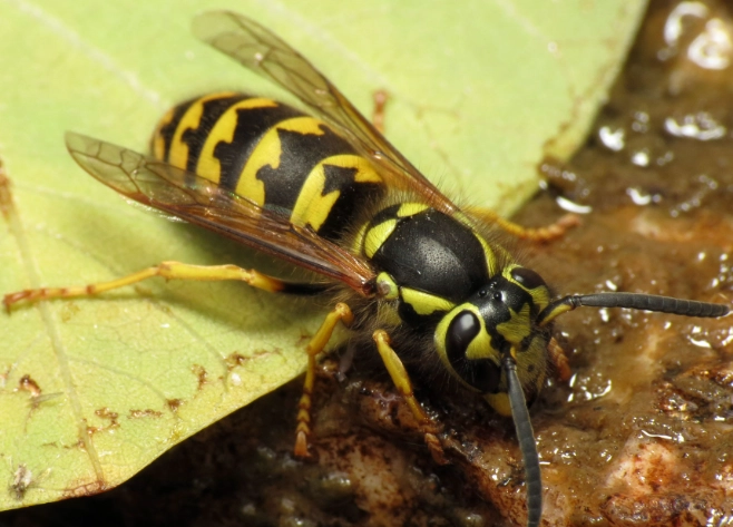 yellowjacket nest removal