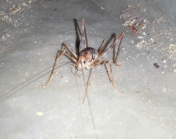 camel cricket identification