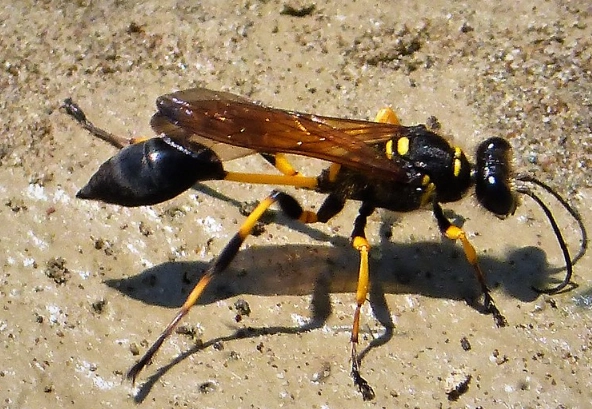 how to get rid of mud daubers