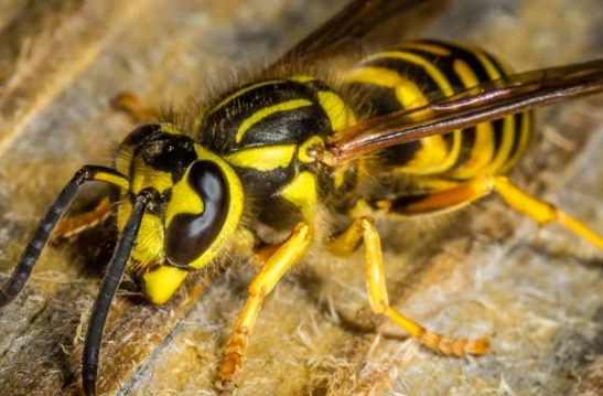yellowjacket nest removal