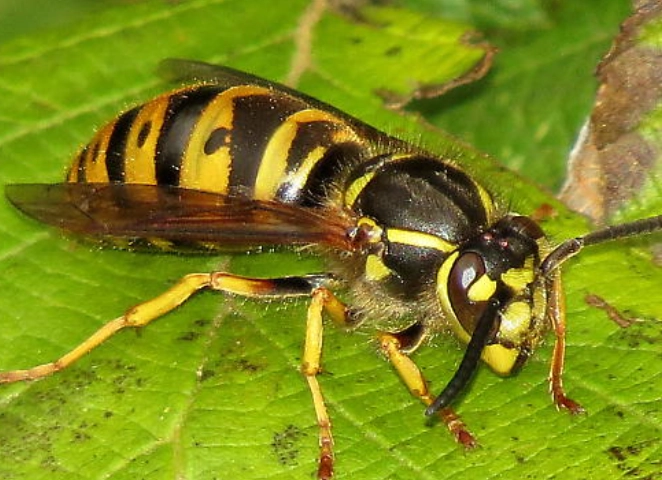 Yellowjackets Bug: Complete Guide to Identification, Risks, and Safe Removal