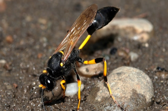 Dirt Daubers: Complete Guide to Identification, Prevention, and Safe Removal