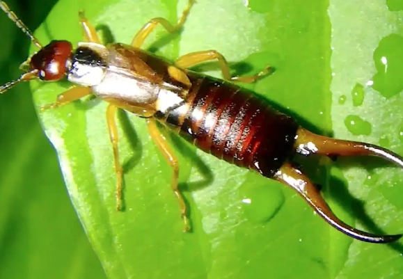earwig infestation