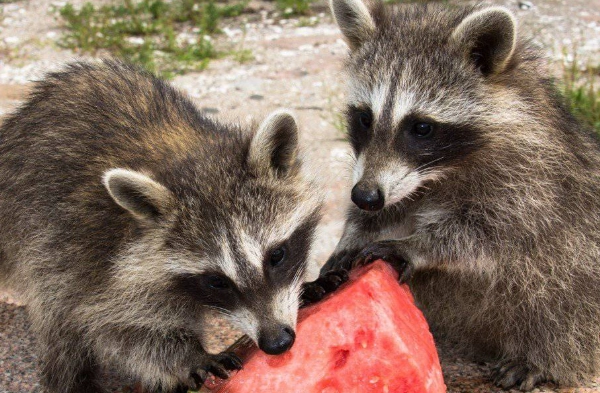 raccoon diet