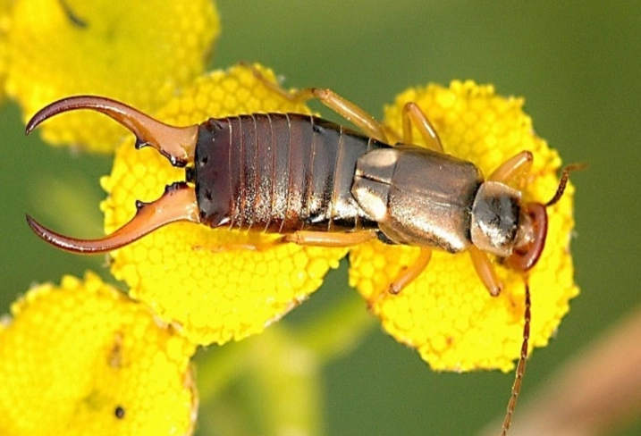 Earwig Control Guide: How to Get Rid of Earwigs for Good