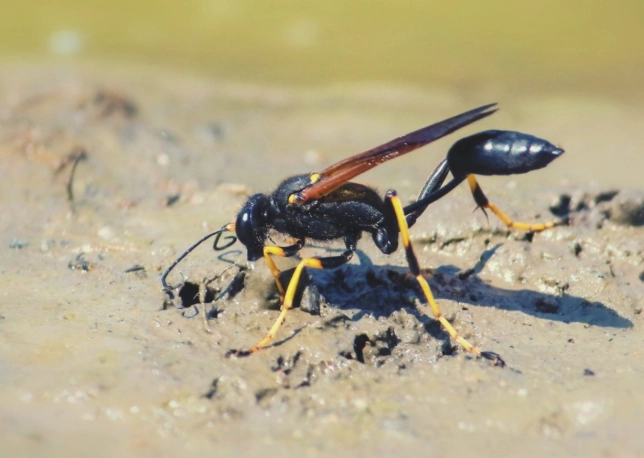 how to get rid of mud daubers