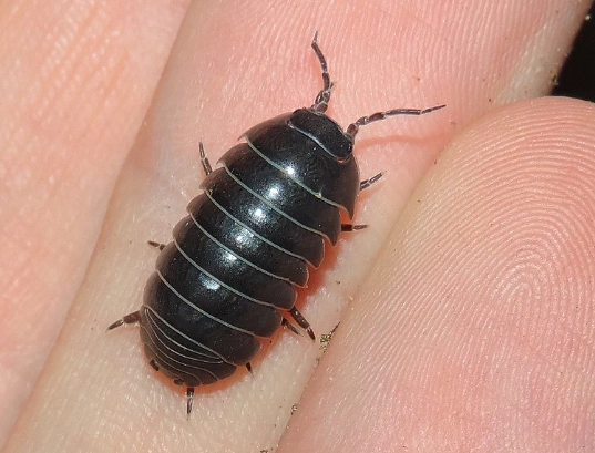 how to get rid of pill bugs
