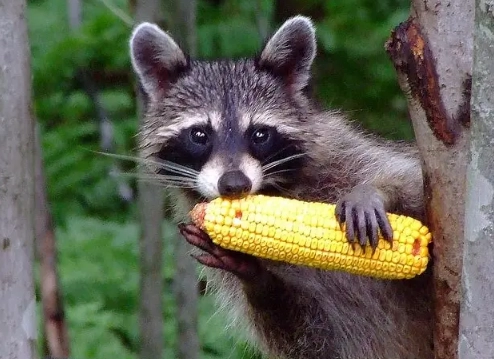 raccoon diet
