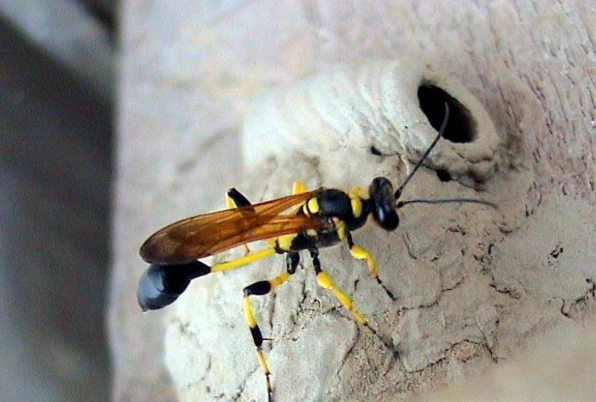 how to get rid of mud daubers