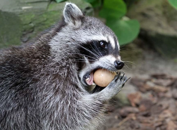 what do raccoons eat in the wild