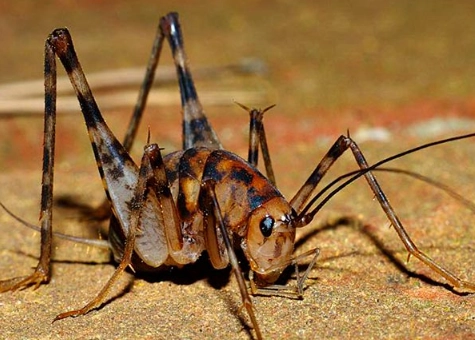 why do camel crickets come inside