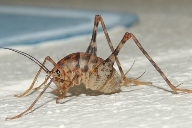 how to get rid of camel crickets