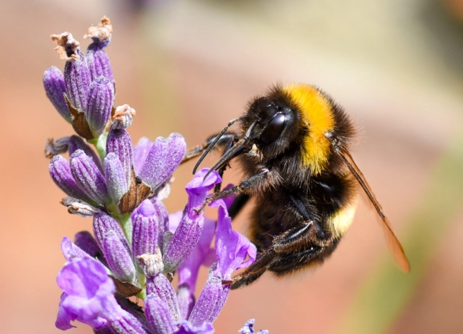 bumblebee garden benefits