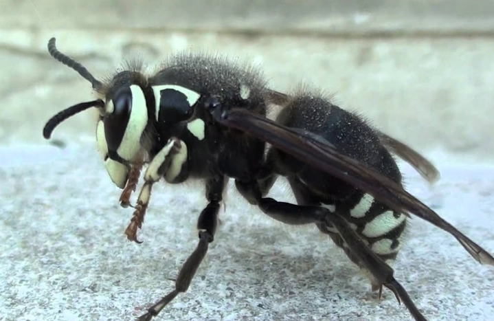 how to get rid of white faced hornets