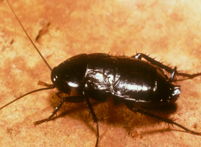 oriental roach infestation