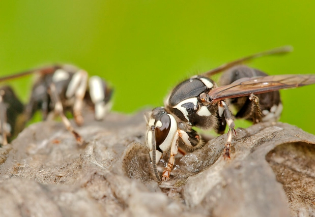 bald-faced hornet sting