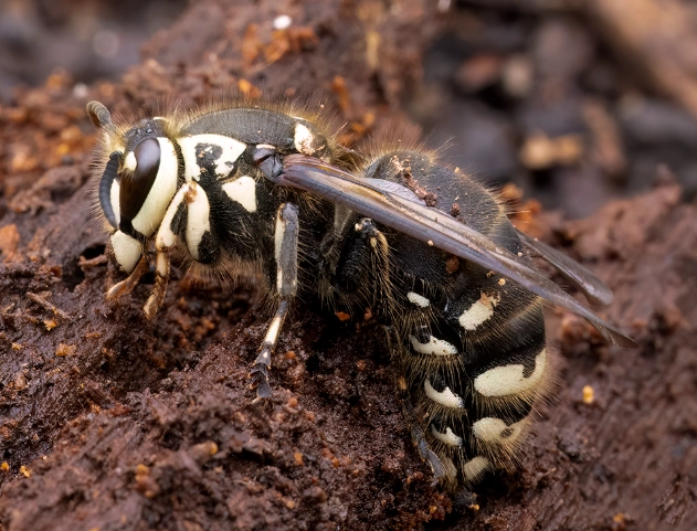 white faced hornet nest