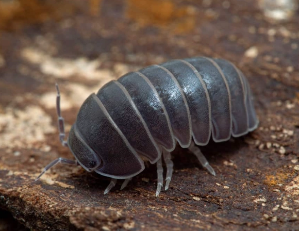are pill bugs harmful