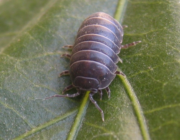 are pill bugs harmful