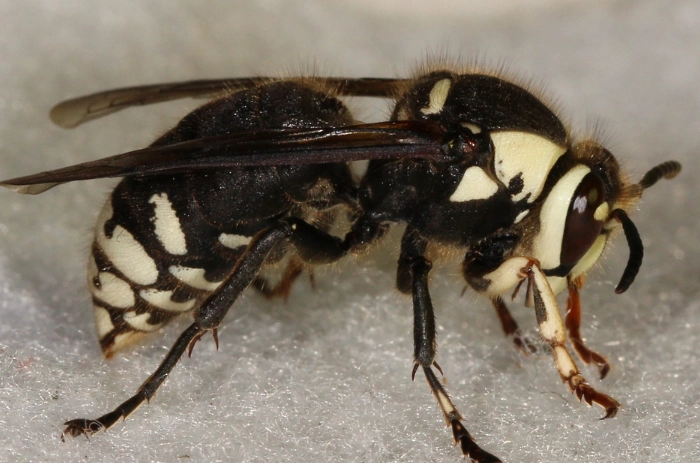 White Faced Hornet: Identification, Dangers & Safe Removal