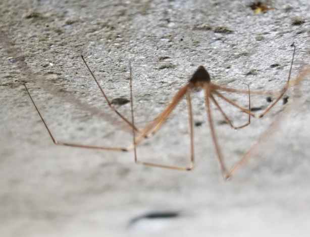 cellar spider in house