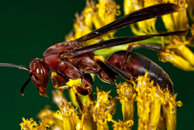 paper wasp