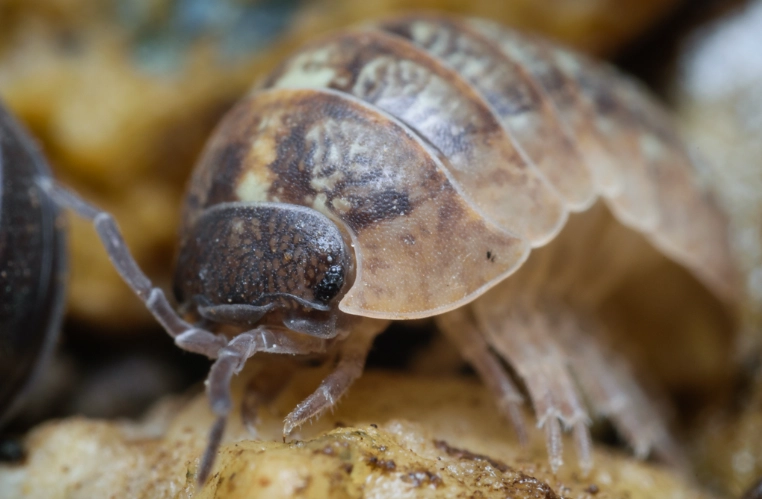 Rollie Pollie Guide: Identification, Control, and Garden Tips