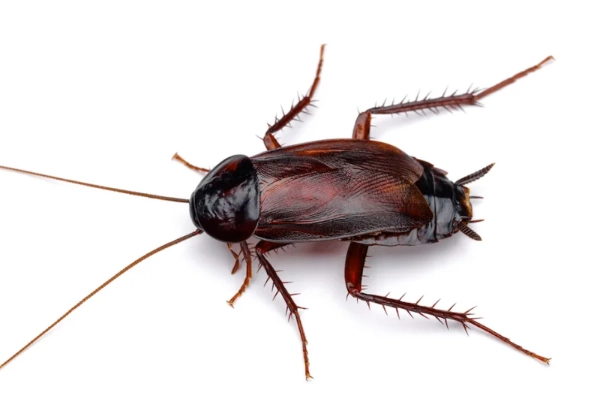 oriental roach identification