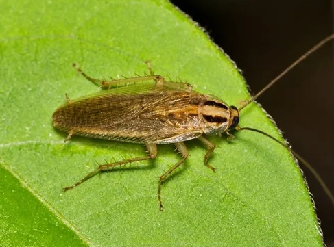 how to get rid of german cockroaches