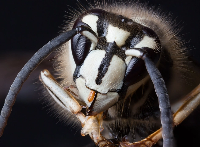 bald-faced hornet sting