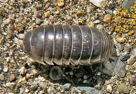 pill bug control