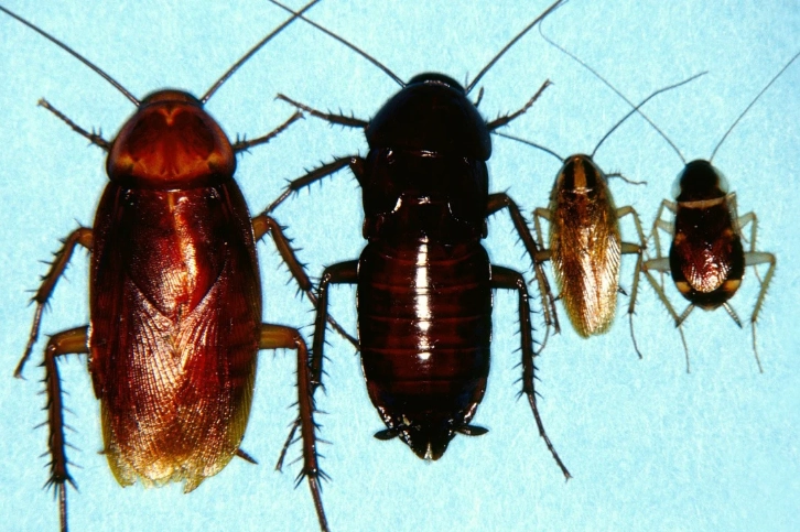 oriental roach identification