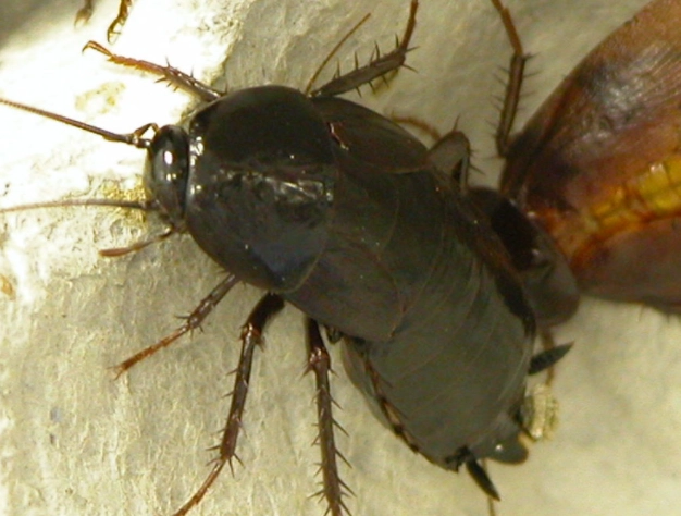 oriental roach control