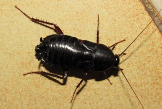 oriental roach control