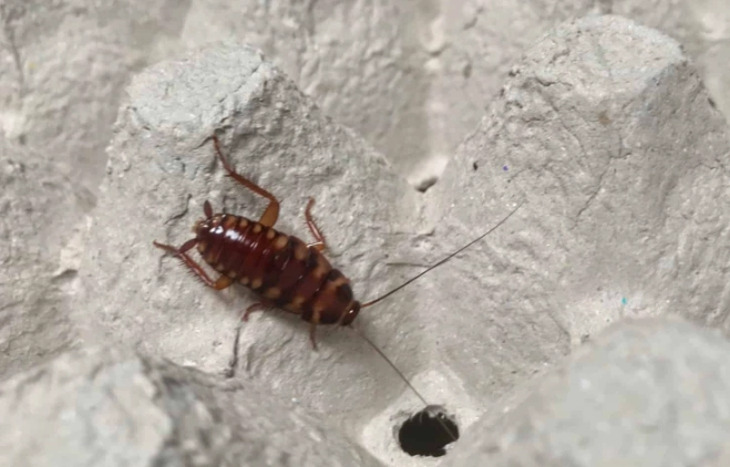 Brown-Banded Cockroach Guide: Identify, Prevent, and Eliminate