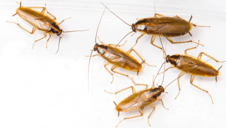 German Cockroach Elimination Guide: How to Get Rid of Them for Good