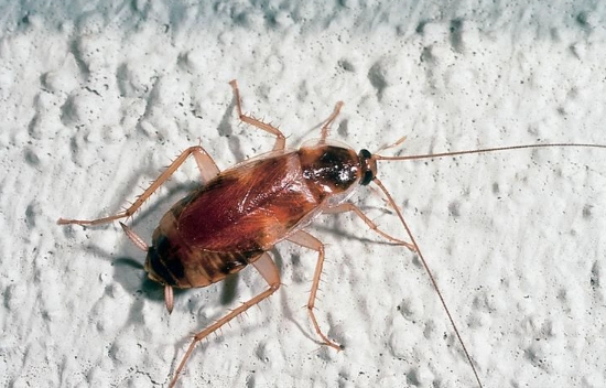 how to get rid of brown-banded cockroaches