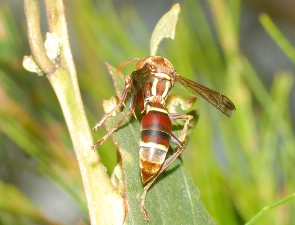 how to get rid of wasps