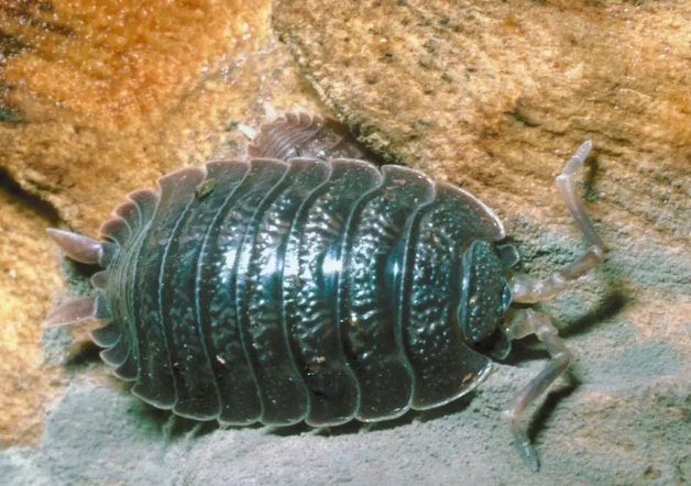 are pill bugs harmful