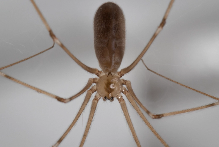 Cellar Spiders: Ultimate Guide to Identification, Benefits & Safe Removal