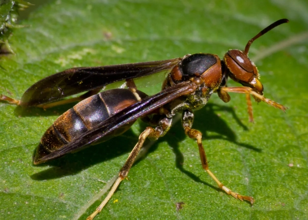 paper wasp