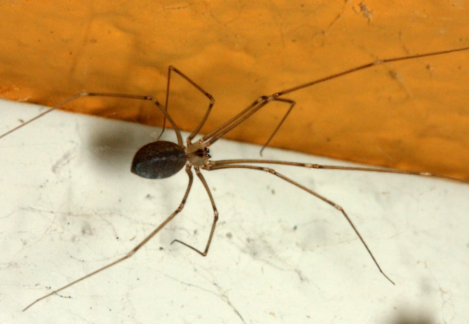 cellar spider in house