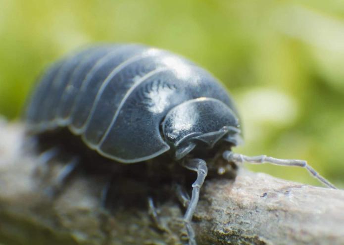 pill bug control